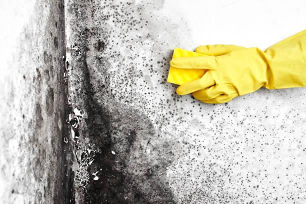 Best Mold Testing  in Esparto, CA