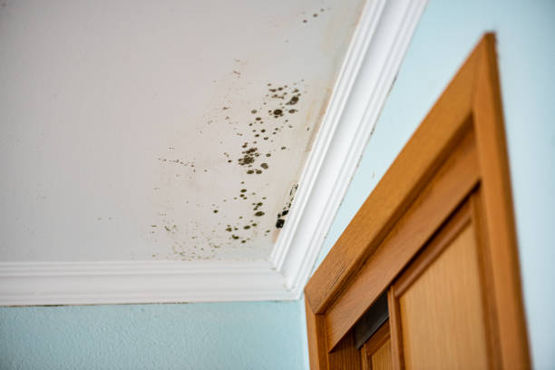 Best Residential Mold Removal  in Esparto, CA