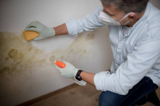 Best Mold Damage Repair  in Esparto, CA