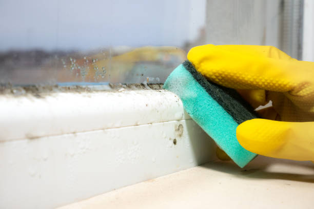 Mold Testing and Removal in Esparto, CA