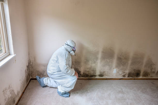 Crawl Space Mold Removal in Esparto, CA
