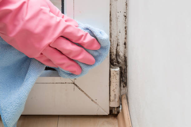 Best Crawl Space Mold Removal  in Esparto, CA