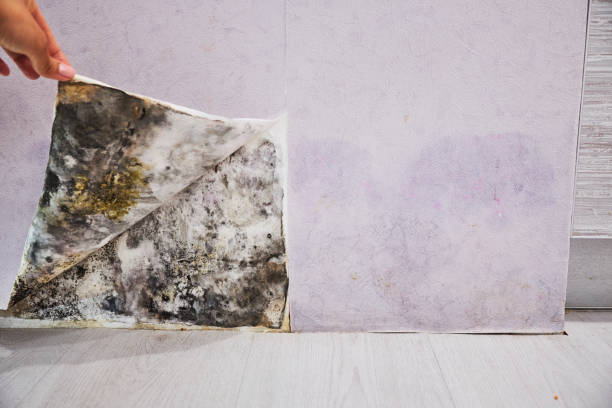 Best Certified Mold Removal  in Esparto, CA